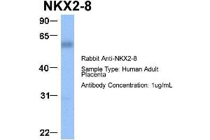 Host:  Rabbit  Target Name:  NKX2-8  Sample Type:  Human Adult Placenta  Antibody Dilution:  1. (NKX2-8 抗体  (C-Term))
