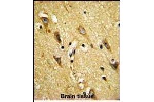 Immunohistochemistry (Paraffin-embedded Sections) (IHC (p)) image for anti-Myelin Associated Oligodendrocyte Basic Protein (MOBP) (AA 1-30), (N-Term) antibody (ABIN390900)