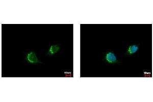 ICC/IF Image ETEA antibody [C3], C-term detects FAF2 protein at endoplasmic reticulum by immunofluorescent analysis. (FAF2 抗体  (C-Term))