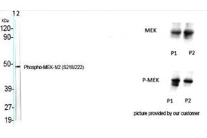 Western Blot (WB) analysis of specific cells using Phospho-MEK-1/2 (S218/222) Polyclonal Antibody. (MEK1/2 抗体  (pSer218, pSer222))