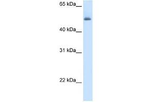 ASL antibody used at 5 ug/ml to detect target protein. (ASL 抗体  (Middle Region))