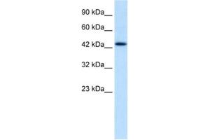 Western Blotting (WB) image for anti-Distal-Less Homeobox Protein 2 (DLX2) antibody (ABIN2460252)