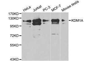 Western blot analysis of extracts of various cell lysates using KDM1A antibody. (LSD1 抗体  (AA 130-380))