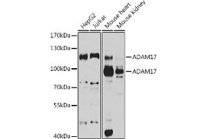 Western blot analysis of extracts of various cell lines, using  antibody (ABIN3015338, ABIN3015339, ABIN5663782 and ABIN6213995) at 1:1000 dilution. (ADAM17 抗体  (C-Term))