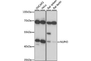 Western blot analysis of extracts of various cell lines, using NUP43 antibody (ABIN7269043) at 1:1000 dilution. (NUP43 抗体  (AA 150-260))