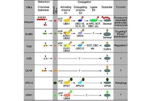Conjugation pathways for ubiquitin and ubiquitin-like modifiers (UBLs). (UBE2J1 抗体  (N-Term))