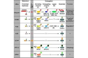 Conjugation pathways for ubiquitin and ubiquitin-like modifiers (UBLs). (UBE2J1 抗体)