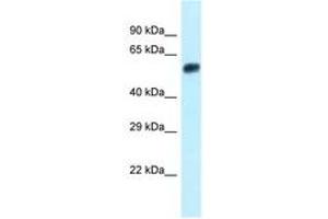 Image no. 1 for anti-Endonuclease/exonuclease/phosphatase Family Domain Containing 1 (EEPD1) (N-Term) antibody (ABIN6747925) (EEPD1 抗体  (N-Term))