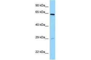 Image no. 1 for anti-Sorting Nexin 11 (SNX11) (AA 90-139) antibody (ABIN6748157) (SNX11 抗体  (AA 90-139))