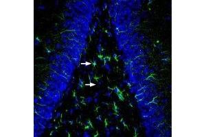 Expression of MRGE in rat hippocampus - Immunohistochemical staining of perfusion-fixed frozen rat brain sections with Anti-MRGPRE Antibody (ABIN7043319, ABIN7044604 and ABIN7044605), (1:200), followed by goat-anti-rabbit-AlexaFluor-488. (MRGPRE 抗体  (AA 197-209))