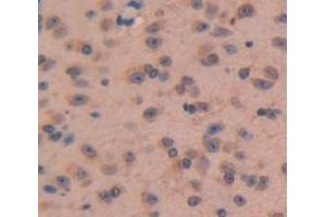 IHC-P analysis of Mouse Tissue, with DAB staining. (NPPC 抗体  (AA 18-104))