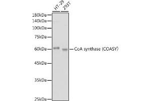 Western blot analysis of extracts of various cell lines, using CoA synthase (COASY) antibody (ABIN7266420) at 1:1000 dilution. (COASY 抗体)