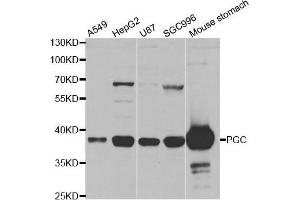 Western blot analysis of extracts of various cell lines, using PGC antibody. (PGC 抗体  (AA 100-200))