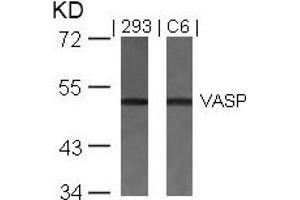 Western blot analysis of extracts from 293 and C6 cells using VASP(Ab-157) Antibody. (VASP 抗体)