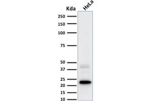 Western Blotting (WB) image for anti-Ferritin, Light Polypeptide (FTL) (AA 38-165) antibody (ABIN6939459)