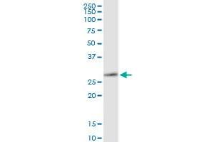Immunoprecipitation of MMP7 transfected lysate using anti-MMP7 MaxPab rabbit polyclonal antibody and Protein A Magnetic Bead , and immunoblotted with MMP7 purified MaxPab mouse polyclonal antibody (B01P) . (MMP7 抗体  (AA 1-267))