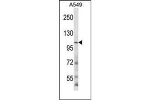 Western blot analysis ofGRIN3B Antibody (C-term) in A549 cell line lysates (35ug/lane). (GRIN3B 抗体  (C-Term))