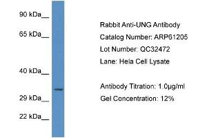 Western Blotting (WB) image for anti-Uracil-DNA Glycosylase (UNG) (C-Term) antibody (ABIN2788718) (UNG 抗体  (C-Term))