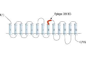 Representative domain view of the target of ABIN7885433.