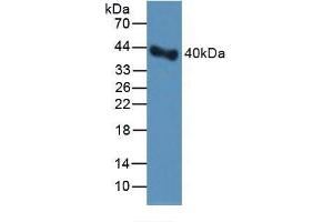 Western blot analysis of Rat Serum. (PAI1 抗体  (AA 24-402))