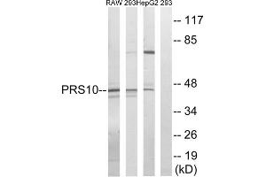 Western blot analysis of extracts from RAW264. (PSMC6 抗体  (Internal Region))