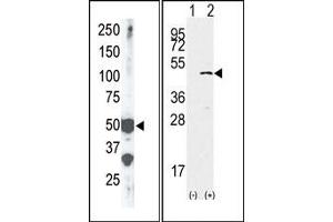 Image no. 2 for anti-SET Domain Containing (Lysine Methyltransferase) 7 (SETD7) (Middle Region) antibody (ABIN356694) (SETD7 抗体  (Middle Region))