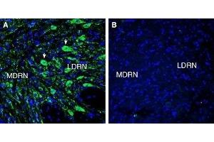 Expression of 5HT7 Receptor in rat dorsal raphe nucleus (DRN) - Immunohistochemical staining of perfusion-fixed frozen rat brain sections with Anti-5HT7 Receptor/HTR7 (extracellular) Antibody (ABIN7042876, ABIN7045292 and ABIN7045293), (1:300), followed by goat anti-rabbit-AlexaFluor-488. (HTR7 抗体  (Extracellular, N-Term))