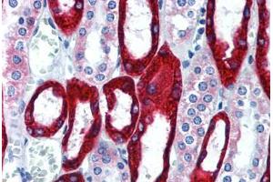 Human Kidney (formalin-fixed, paraffin-embedded) stained with KRT19 antibody ABIN292298 at 10 ug/ml followed by biotinylated anti-mouse IgG secondary antibody ABIN481714, alkaline phosphatase-streptavidin and chromogen. (Cytokeratin 19 抗体)