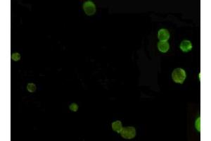 Immunocytochemistry staining of Jurkat cells fixed with -20 °C Ethanol and using anti-ACR (C-terminus) mouse mAb (dilution 1:100). (AMACR 抗体  (C-Term))