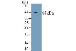 Detection of Recombinant NPFF, Mouse using Polyclonal Antibody to Neuropeptide FF (NPFF) (Neuropeptide FF 抗体  (AA 15-113))