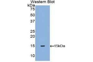 Detection of Recombinant TPS, Canine using Polyclonal Antibody to Tryptase (TPS) (TPSAB1 抗体  (AA 151-275))