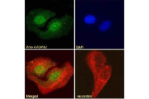Immunofluorescence (IF) image for anti-GA-Binding Protein Subunit beta-2 (GABPB2) (Internal Region) antibody (ABIN190778)