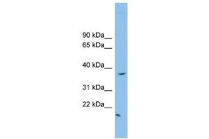 WB Suggested Anti-FKBPL Antibody Titration: 0. (FKBPL 抗体  (N-Term))