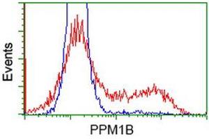 HEK293T cells transfected with either RC212918 overexpress plasmid (Red) or empty vector control plasmid (Blue) were immunostained by anti-PPM1B antibody (ABIN2454546), and then analyzed by flow cytometry. (PPM1B 抗体)