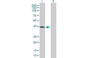 Western Blot analysis of APOL2 expression in transfected 293T cell line by APOL2 MaxPab polyclonal antibody. (Apolipoprotein L 2 抗体  (AA 1-337))