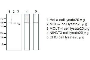 Western Blotting (WB) image for anti-Ras-Related GTP Binding C (RRAGC) (full length) antibody (ABIN2452103) (GTR2 抗体  (full length))