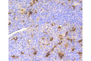 Immunohistochemistry of paraffin-embedded human tonsil using LYZ antibody (ABIN4904274) at dilution of 1:100 (40x lens). (LYZ 抗体)