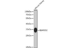 Western blot analysis of extracts of Mouse kidney, using ELMOD2 Rabbit pAb  at 1:1000 dilution. (ELMOD2 抗体)