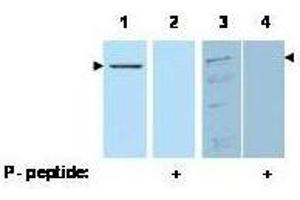 Western blot using  affinity purified anti-Pdcd4 pS457 antibody shows detection of Pdcd4 phosphorylated at Ser 457 (arrowheads). (PDCD4 抗体  (pSer457))