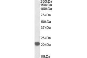 Image no. 1 for anti-Ras-Related C3 Botulinum Toxin Substrate 2 (Rho Family, Small GTP Binding Protein Rac2) (RAC2) (AA 179-192) antibody (ABIN299359) (RAC2 抗体  (AA 179-192))