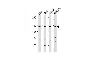 All lanes : Anti-INTS3 Antibody (Center) at 1:2000 dilution Lane 1: 293 whole cell lysate Lane 2: Hela whole cell lysate Lane 3: Jurkat whole cell lysate Lane 4: NIH/3T3 whole cell lysate Lysates/proteins at 20 μg per lane. (INTS3 抗体  (AA 518-551))