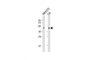 Western Blot at 1:2000 dilution Lane 1: NIH/3T3 whole cell lysate Lane 2: C6 whole cell lysate Lysates/proteins at 20 ug per lane. (CREB1 抗体  (AA 105-132))