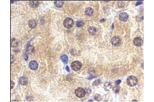 Immunohistochemistry of ST2 in mouse kidney tissue with this product at 2 μg/ml. (IL1RL1 抗体  (N-Term))