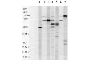 Western blot analysis of Human Cell line lysates showing detection of KDEL protein using Rabbit Anti-KDEL Polyclonal Antibody (ABIN863187 and ABIN863188). (KDEL 抗体)