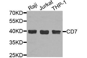 Western blot analysis of extracts of various cell lines, using CD7 antibody. (CD7 抗体)