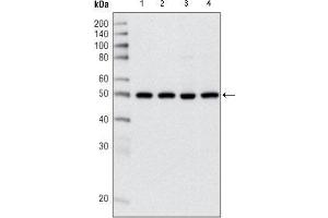 Western blot analysis using HDAC3 mouse mAb against Hela (1), NIH/3T3 (2), C6 (3) and COS (4) cell lysate.