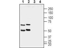 Western blot analysis of rat (lanes 1 and 3) and mouse (lanes 2 and 4) brain membranes:  - 1,2. (SYN2 抗体  (Domain G, Intracellular))