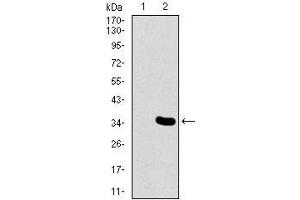 Western blot analysis using MESP2 mAb against HEK293 (1) and MESP2 (AA: 37-94)-hIgGFc transfected HEK293 (2) cell lysate. (Mesp2 抗体  (AA 37-94))