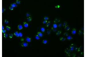 Anti-PTPRE mouse monoclonal antibody (ABIN2453547) immunofluorescent staining of COS7 cells transiently transfected by pCMV6-ENTRY PTPRE (RC207950). (PTPRE 抗体)