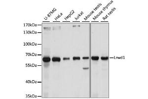 Western blot analysis of extracts of various cell lines, using Lrwd1 antibody. (LRWD1 抗体)